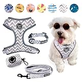 4-Piece Walkies Bundle [Pipco Pets] - Adjustable Dog Harness + Collar + Lead + Poo Bag Dispenser | Cute Colourful Patterns | Perfect Fit, Escape Proof Vest | Safe and Secure | (S, Gettin' Ziggy)